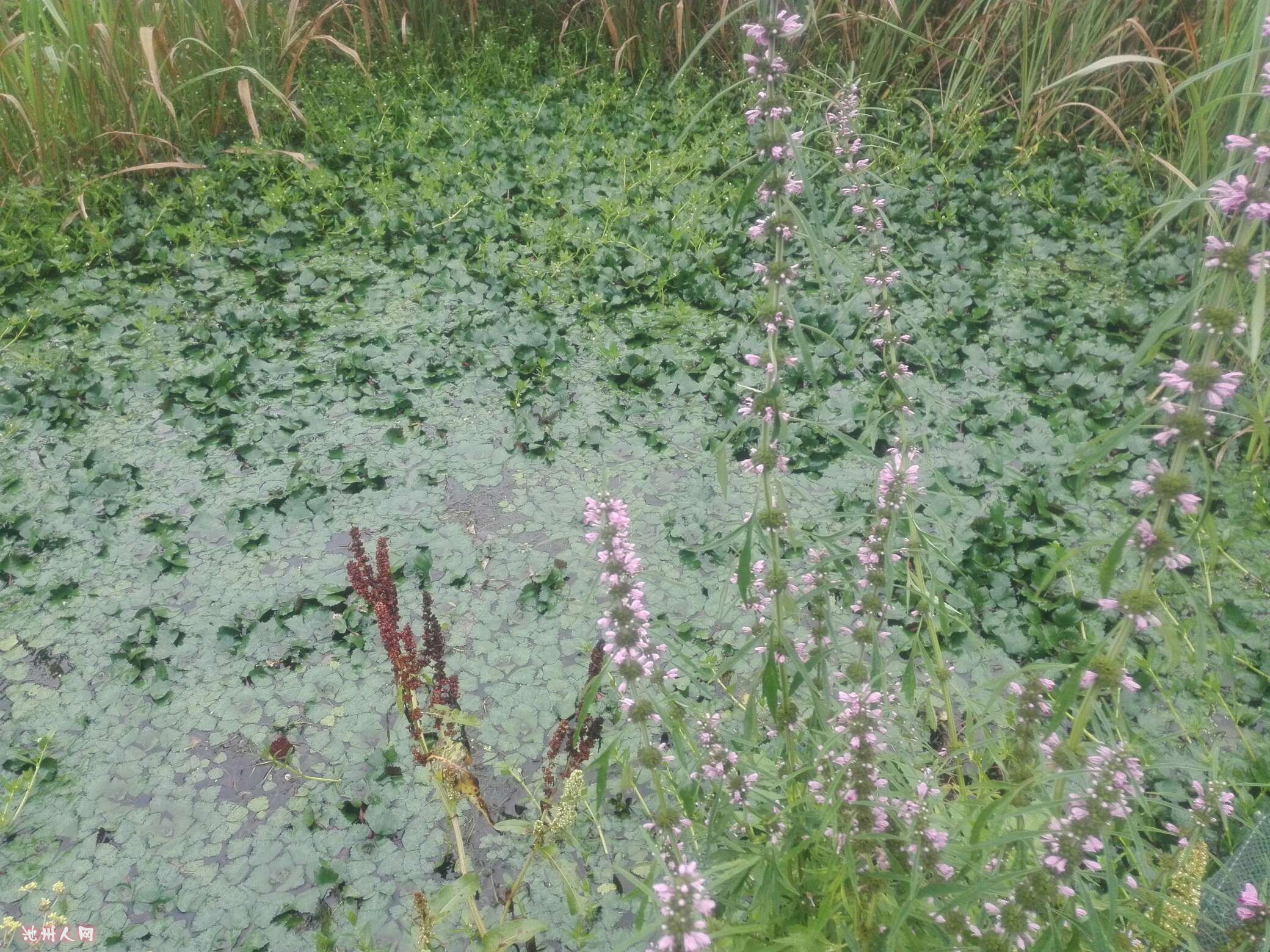 菱角菜長大了