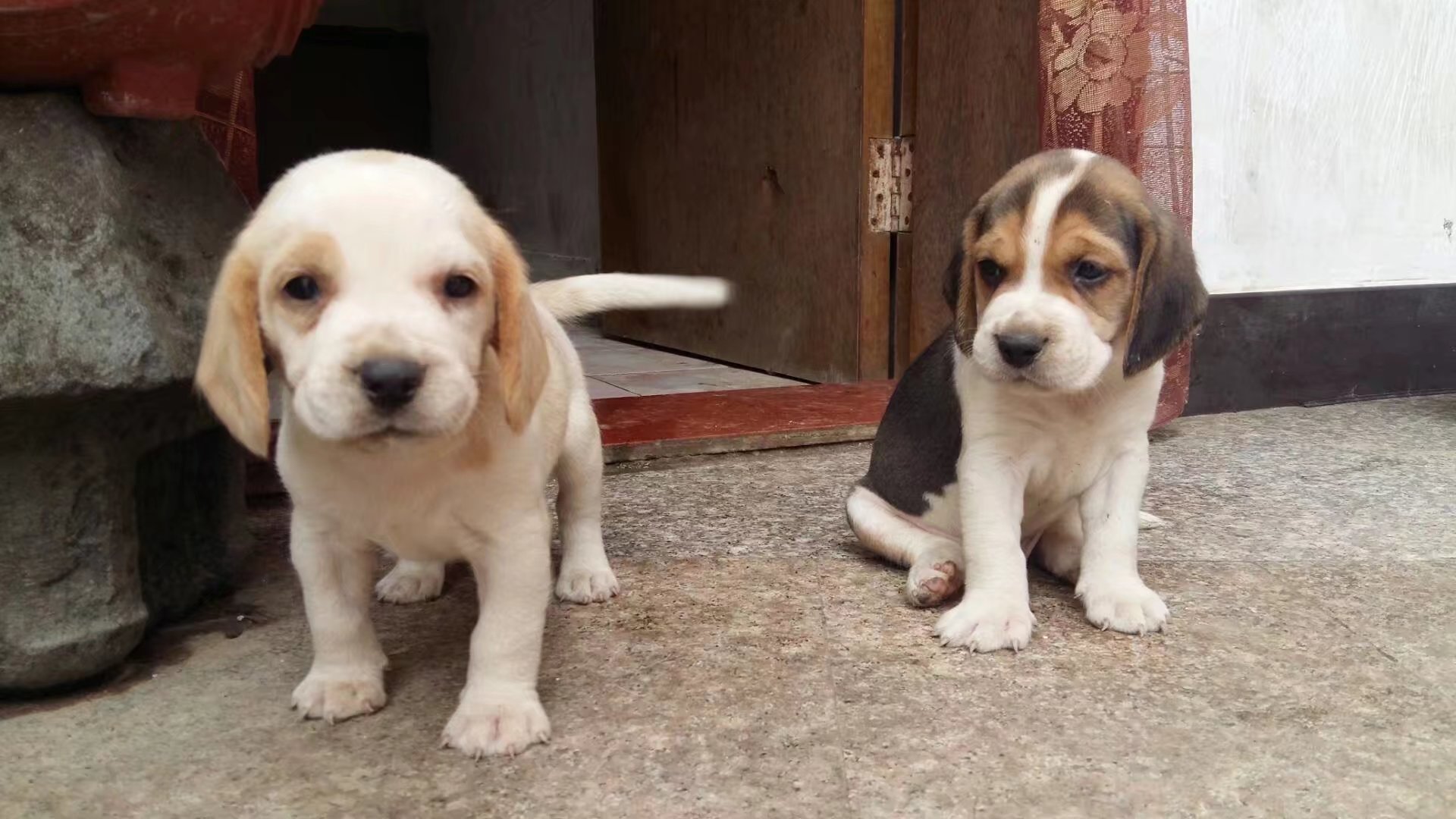 比格犬出售 一只图片