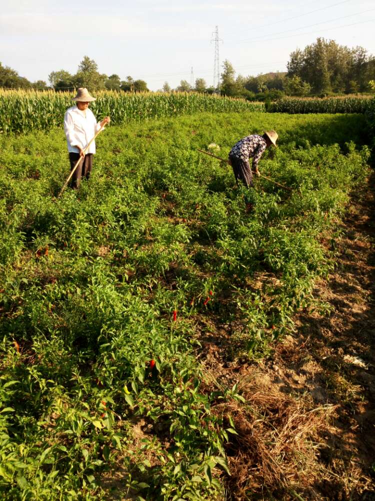 农村土辣椒