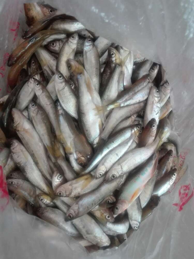 遇見小河魚