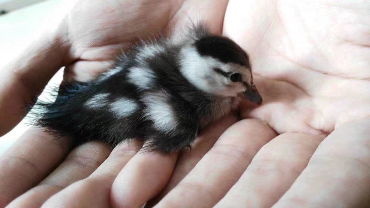 世界上最小的鸭图片