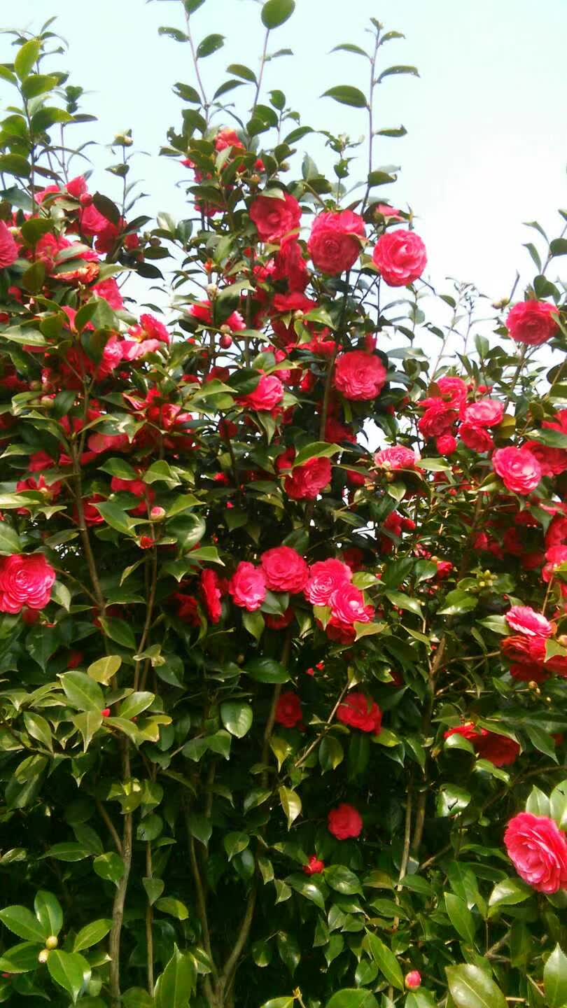 池州市富民茶花合作社喜迎贵宾