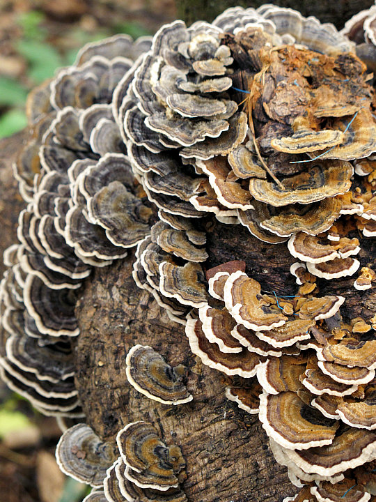 树舌扁灵芝 - 七嘴八舌 - 池州人论坛 - powered by discuz!