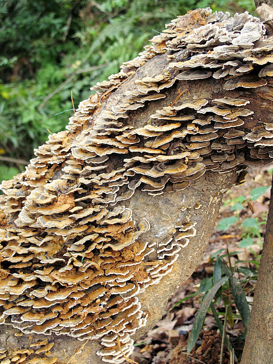 树舌扁灵芝 - 七嘴八舌 - 池州人论坛 - powered by discuz!