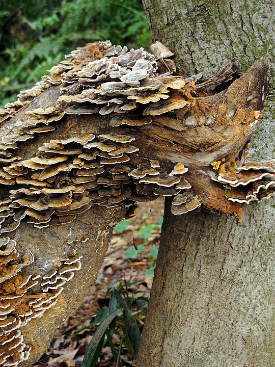 树舌扁灵芝 - 七嘴八舌 - 池州人论坛 - powered by discuz!