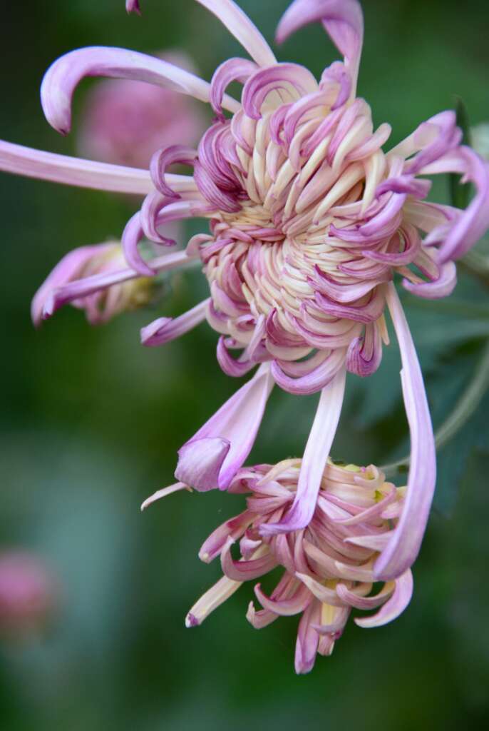 菊- 七嘴八舌 - 池州人论坛 - powered by discuz!