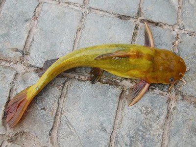 黄颡鱼真实图片