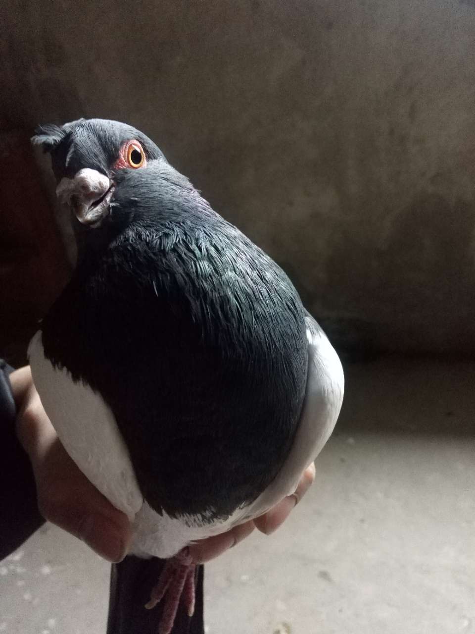 淑女鸽有人要吗