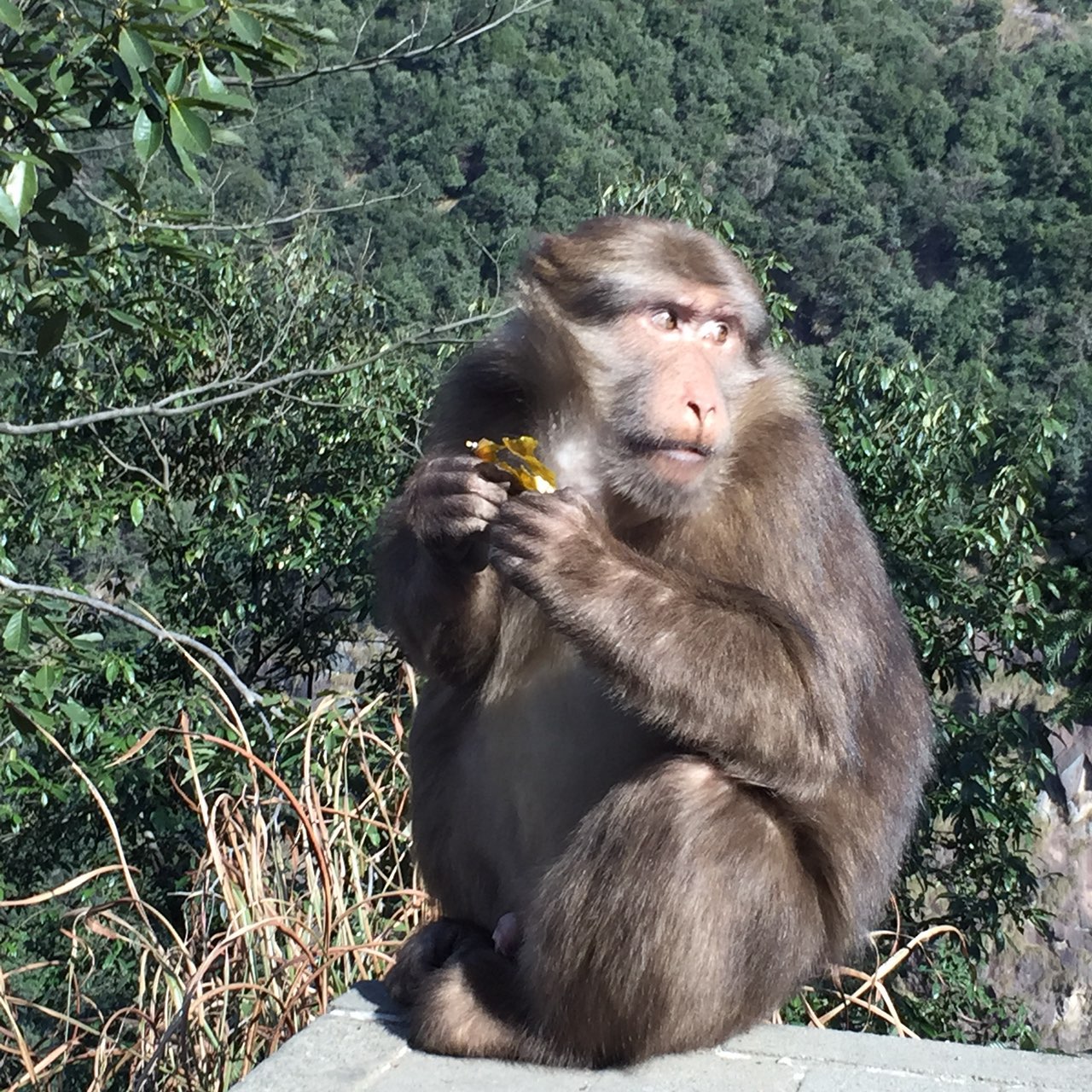 九华山半山腰遇到的猴子