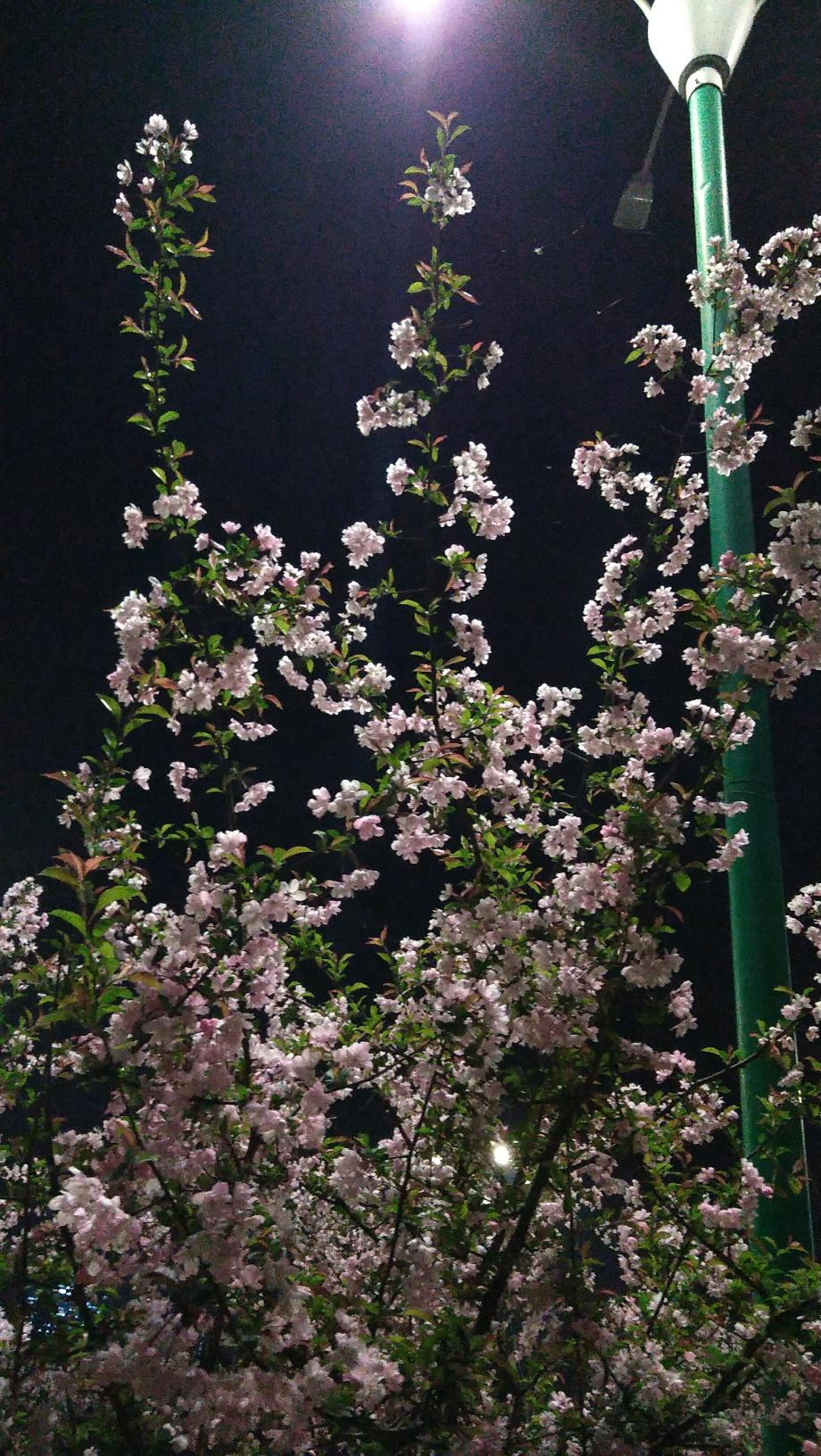 秋浦东路夜景真美