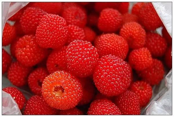 山莓与蓬蘽(多图实拍)