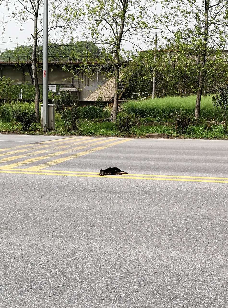 马路上一只可怜的小狗被车撞死了