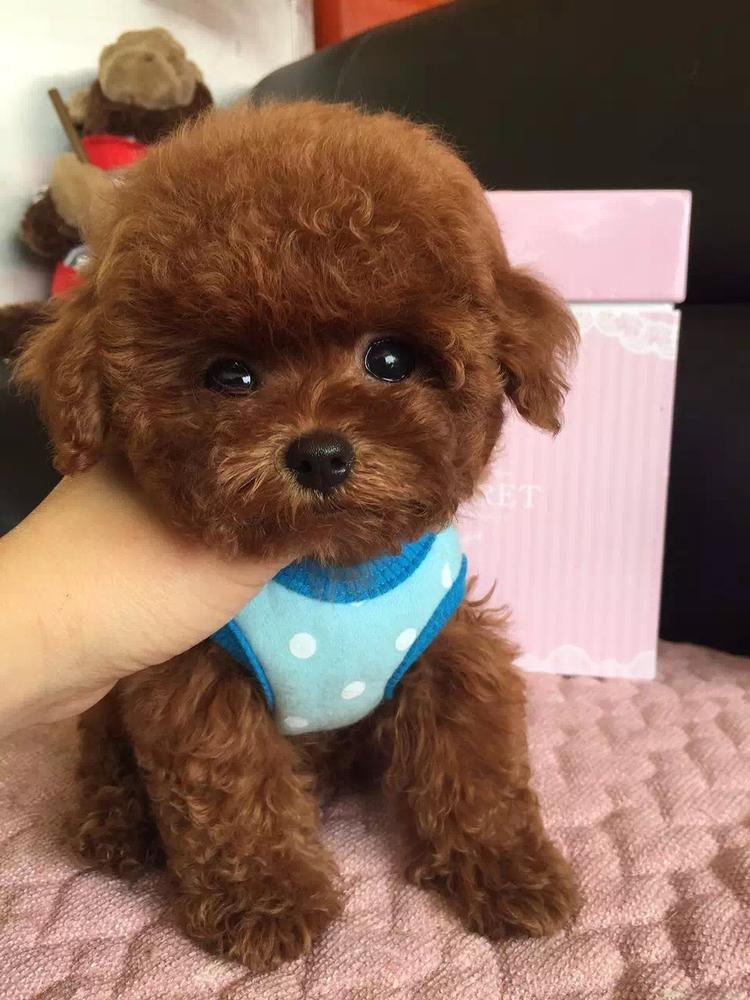 家养的可爱泰迪