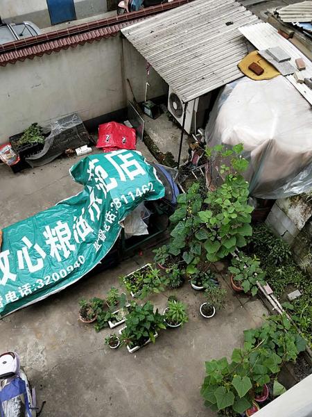 樓下成了人家的雞圈和菜園,唉～每天聞著雞屎味起床,早飯都省了