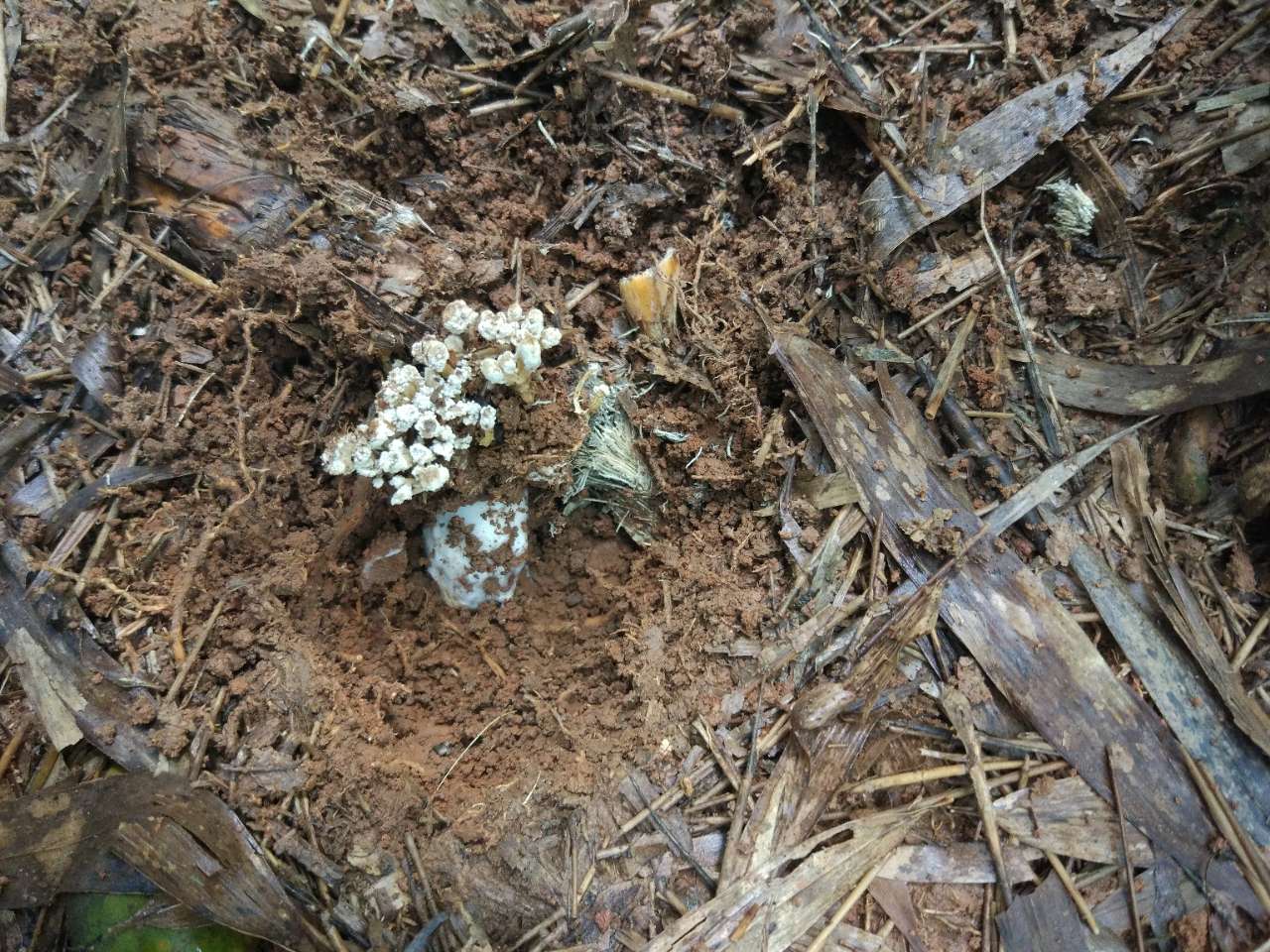 竹园里的冬虫夏草蝉花是一种形态特征的奇妙生物