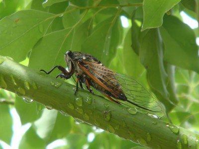 蝉,你这夏日的小精灵 在极力悲壮地嘶叫着: 知了,知了…… 我问蝉儿们