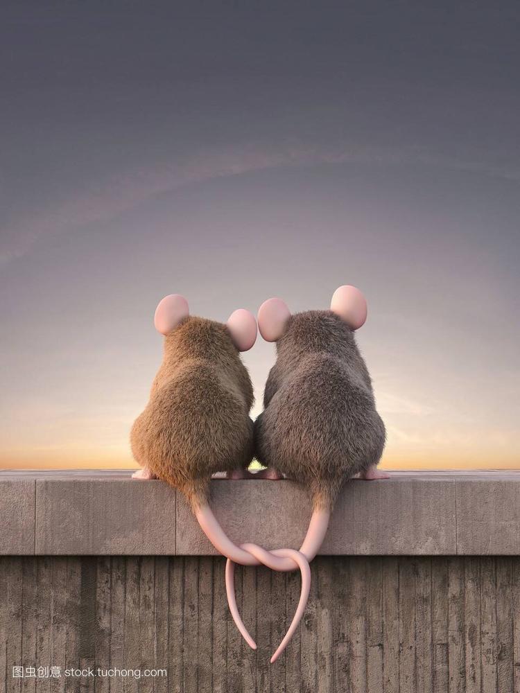 两只老鼠的爱情(转)