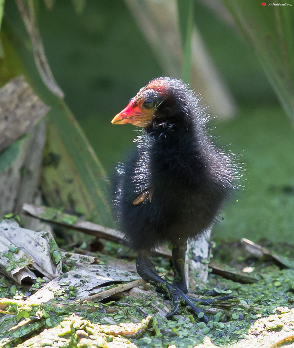 黑水鸡幼崽图片图片