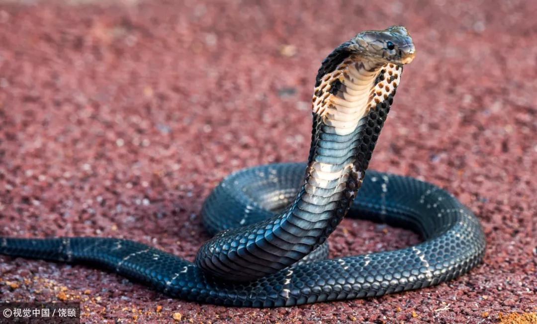 池州发现濒临灭绝蛇类中华眼镜蛇市民户外活动小心