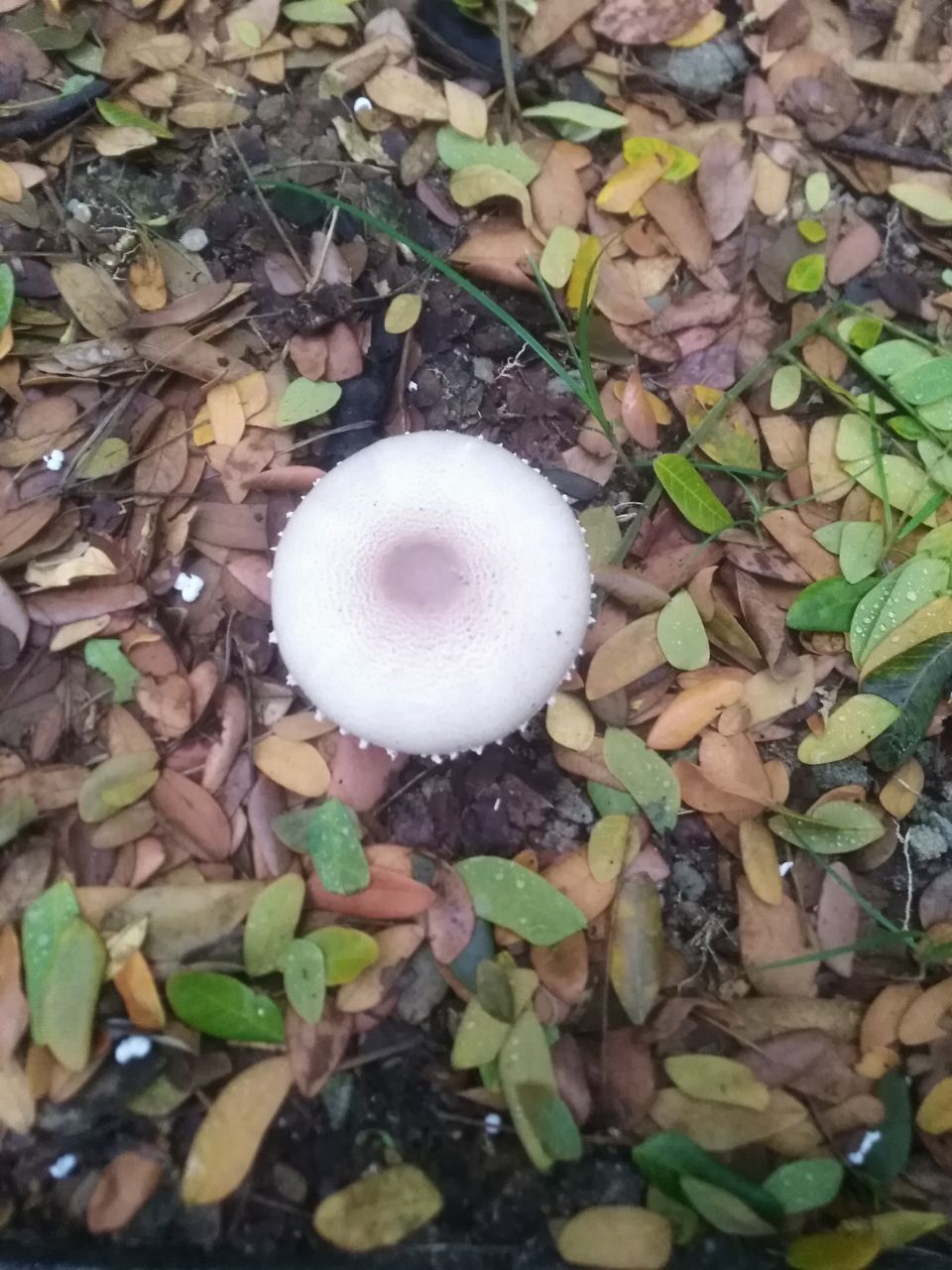 安泽小蘑菇图片