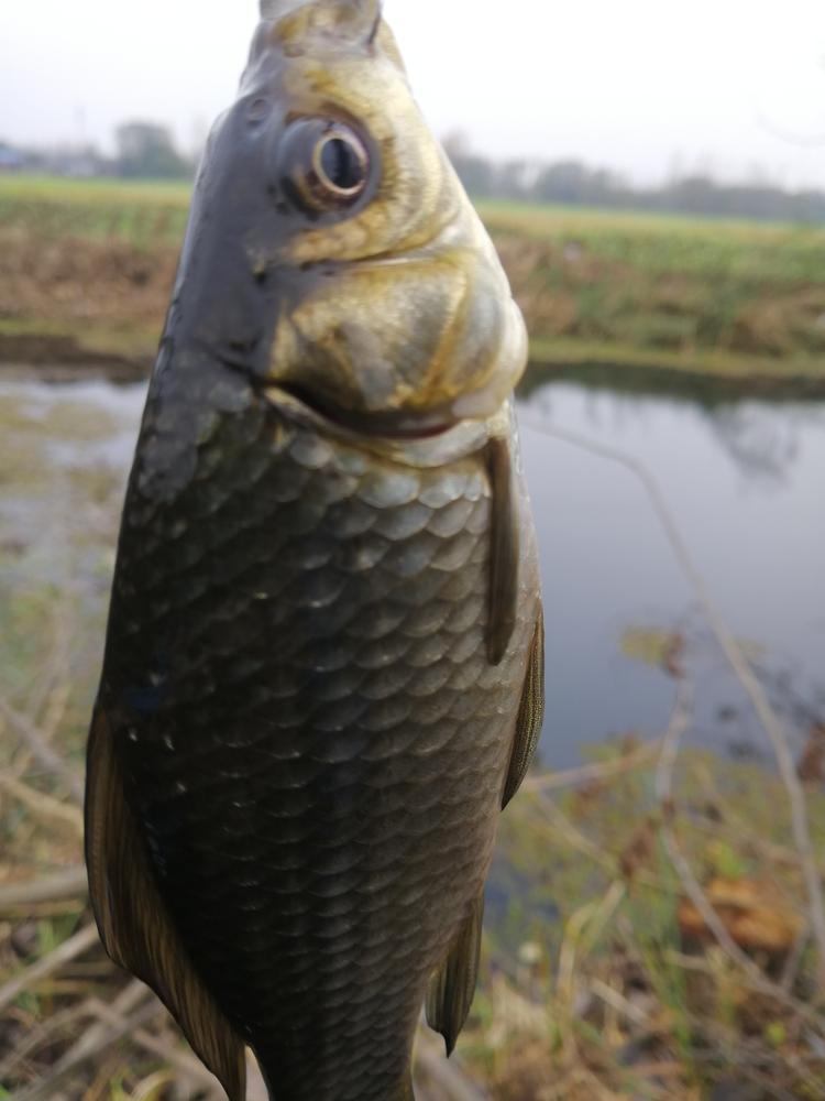 週末野釣大半天的收穫