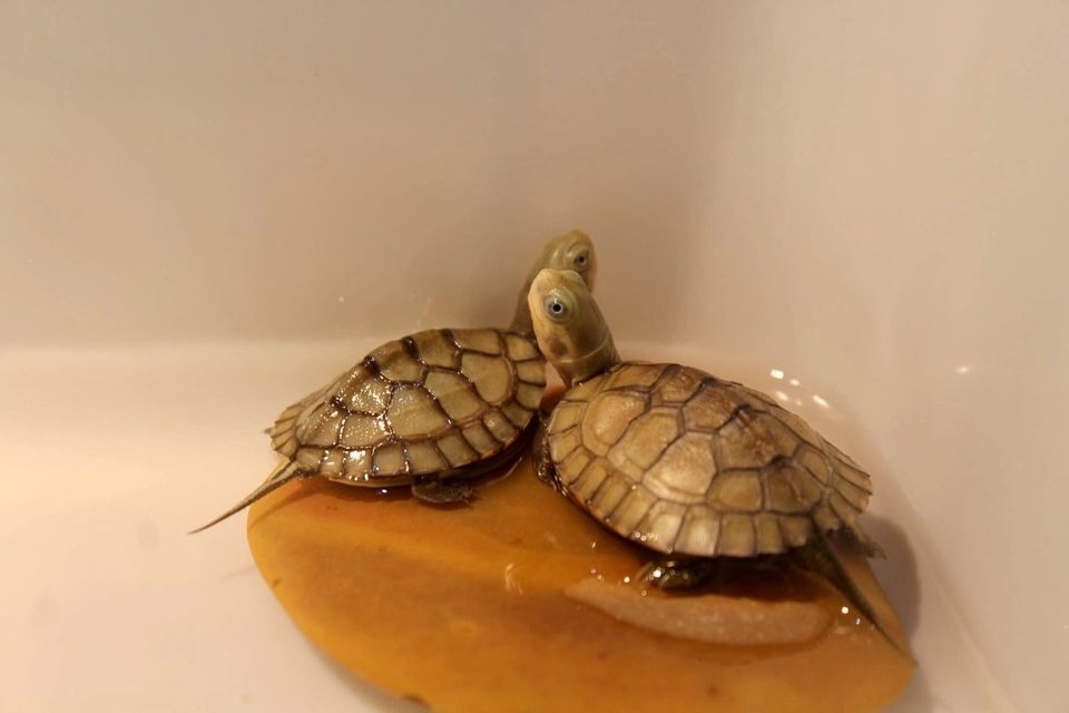 青阳哪里有卖黄喉水龟的?