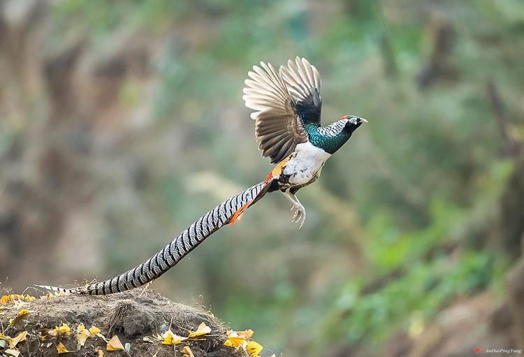 飞得更远(白腹锦鸡)