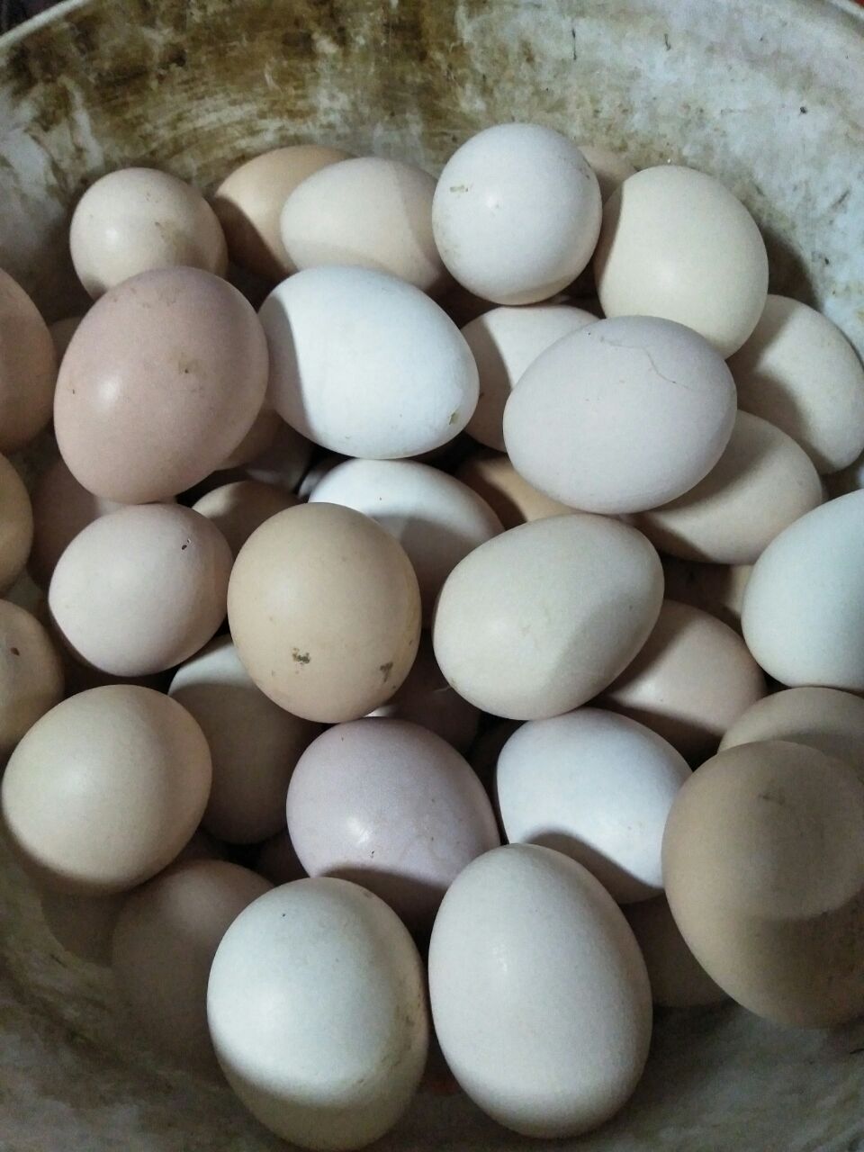 亲戚送了8个鸡蛋,居然每个蛋颜色都不一样!