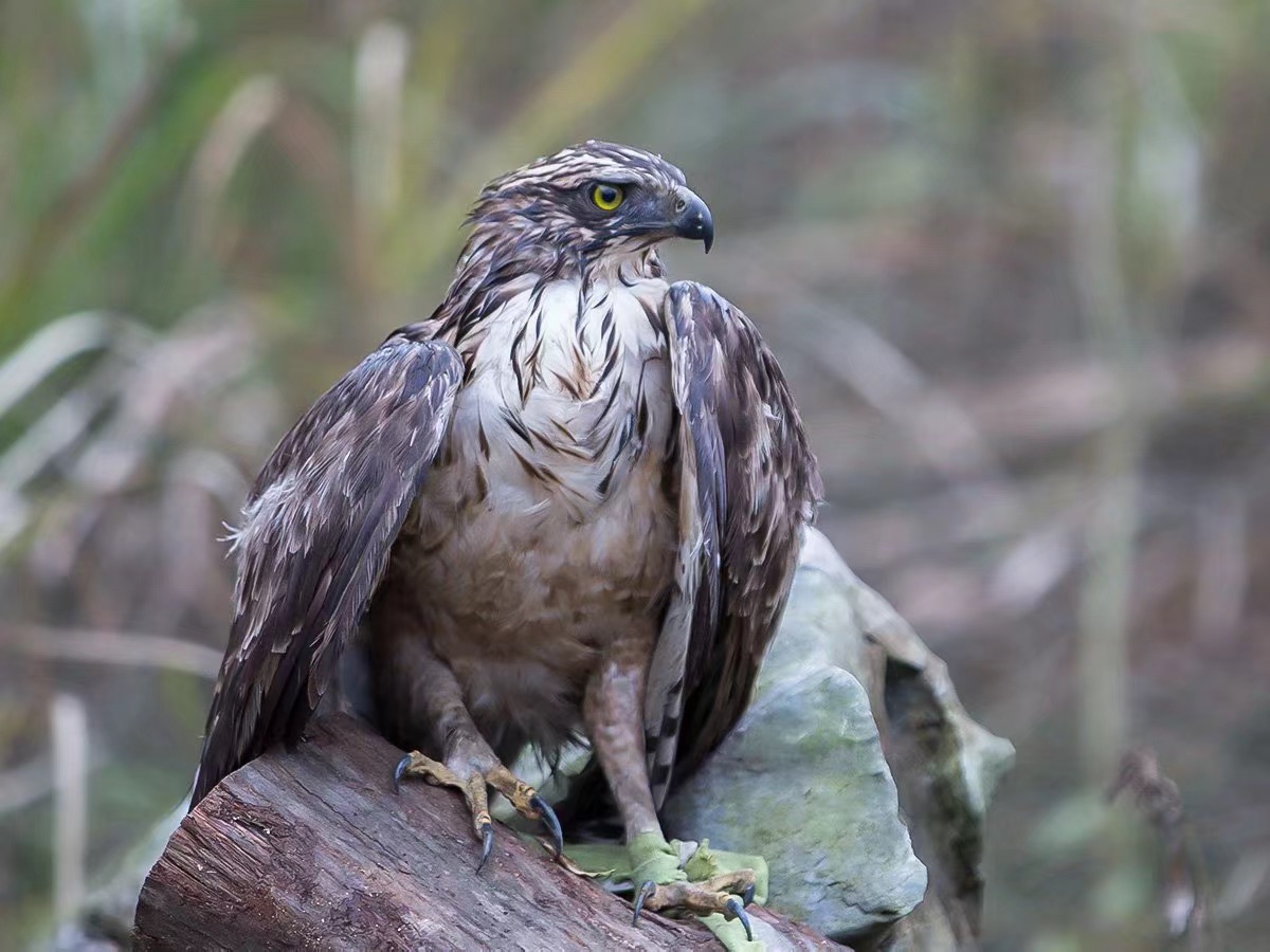 森林之王鹰雕误触夹弓受伤,及时得到救助放归自然!