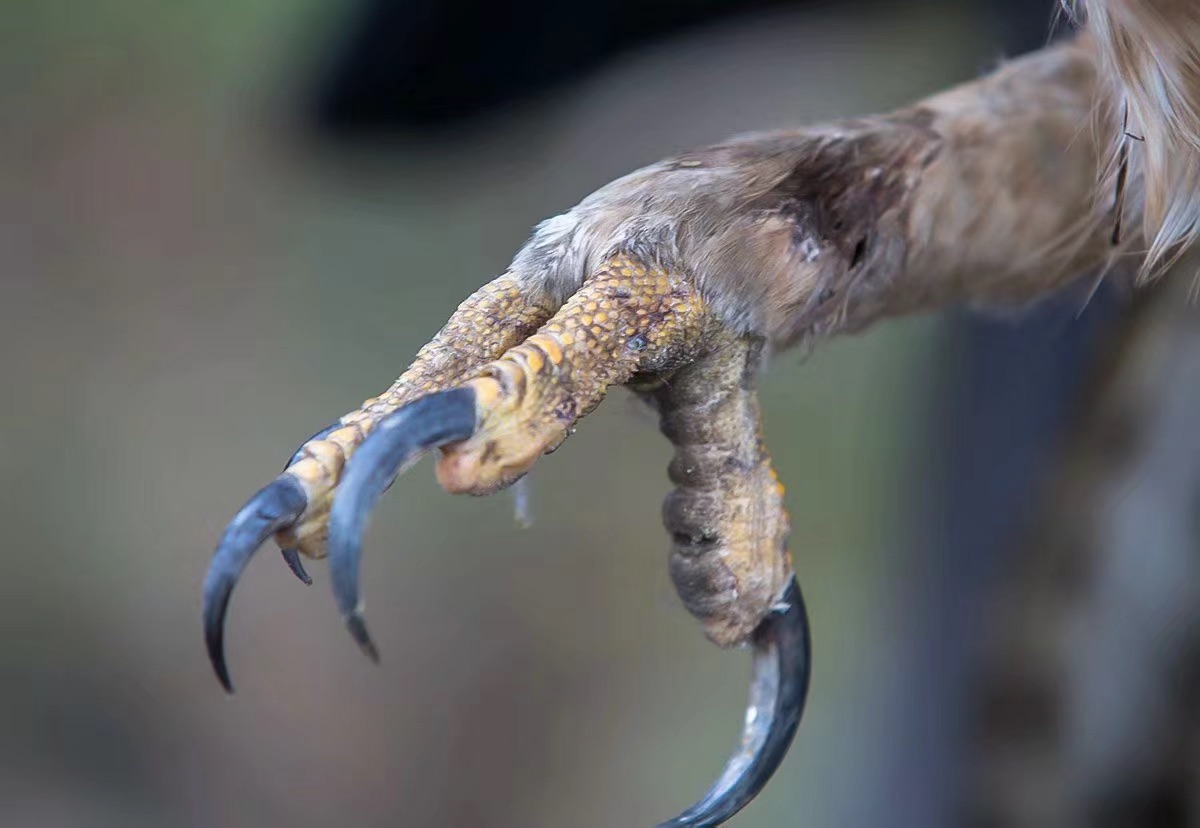 森林之王鹰雕误触夹弓受伤,及时得到救助放归自然!