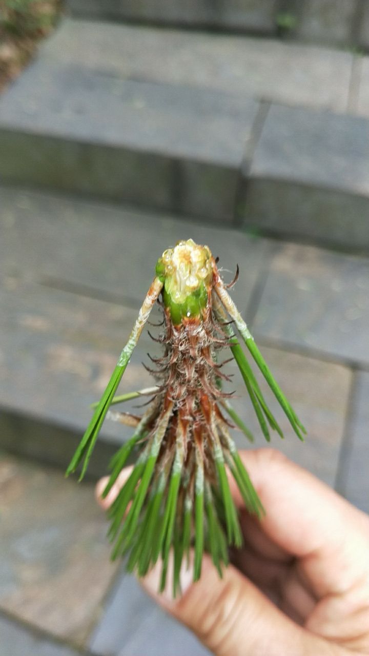 松毛虫来了,救救三台山公园里的松树