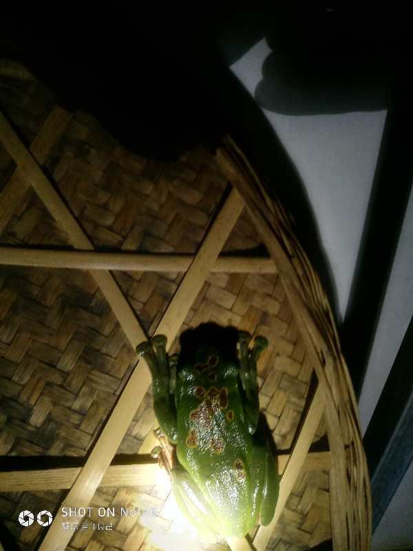 在农村老家发现的谁见过这种变异的青蛙背上有花纹