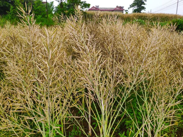 油菜丰收季,秸秆禁烧时.希望能回收,资源再利用.