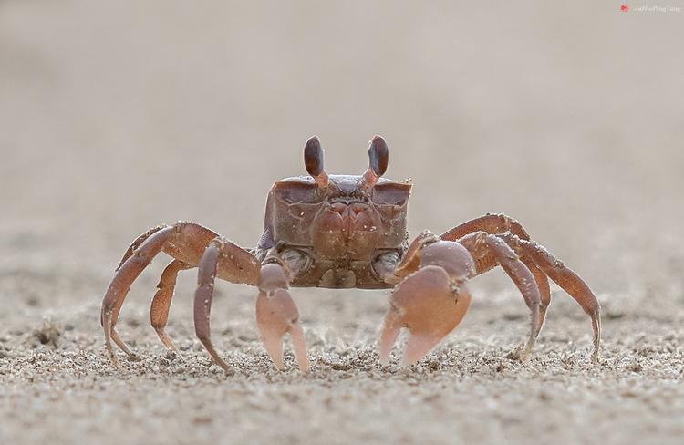 可爱的招潮蟹