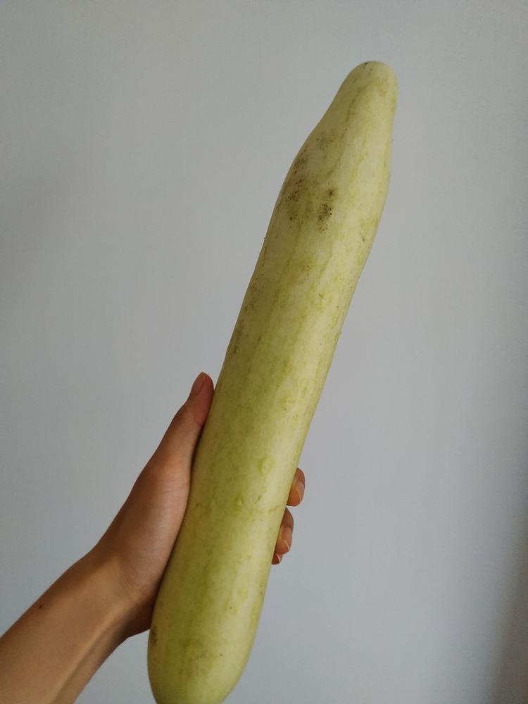 世界上最大的黄瓜图片图片