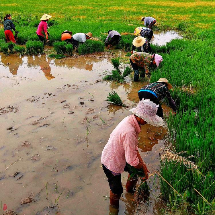 生活在良田与白云间的农民,看到他们辛勤耕耘着人们赖以生存的粮食