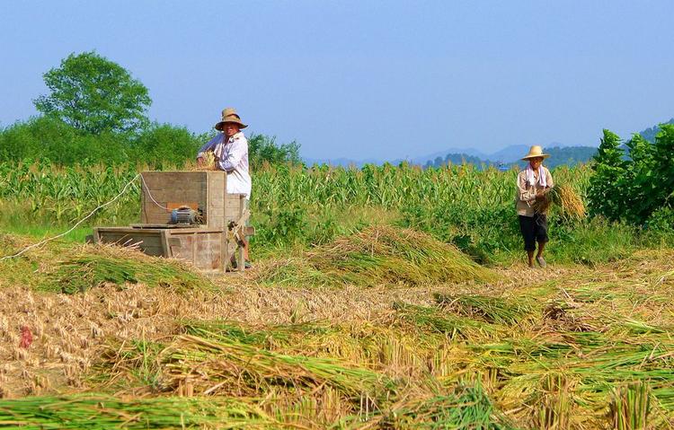 生活在良田与白云间的农民,看到他们辛勤耕耘着人们赖以生存的粮食