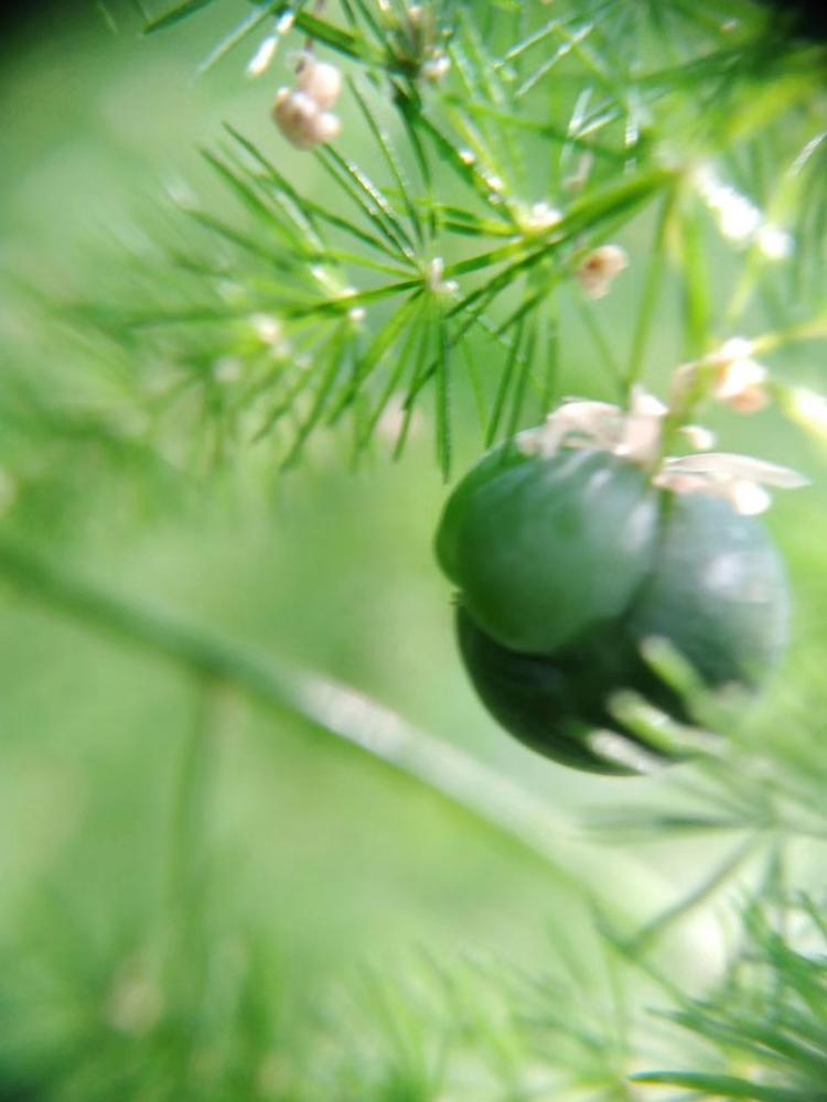 文竹果有没有要吃的