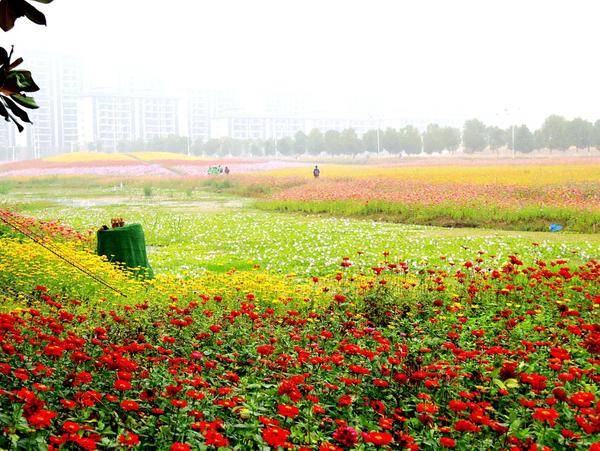 青阳人工湖花海图片