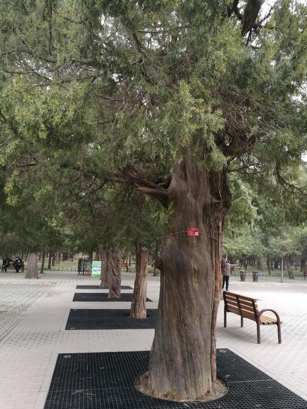 北京天坛公园的柏树林