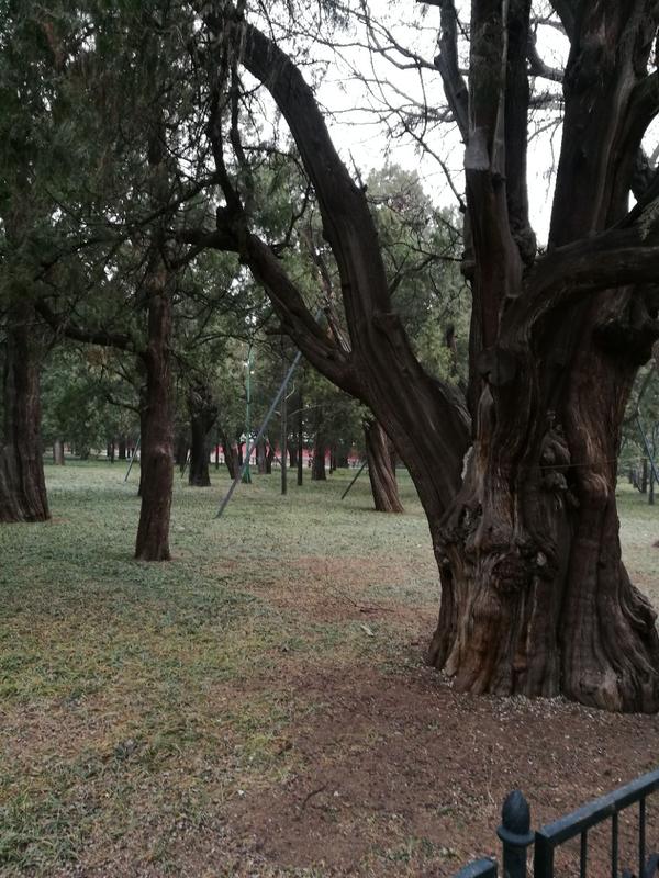 北京天壇公園的柏樹林