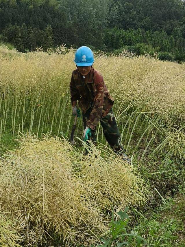 立夏時節的農事記憶今春未聞油菜花香但那些年收割