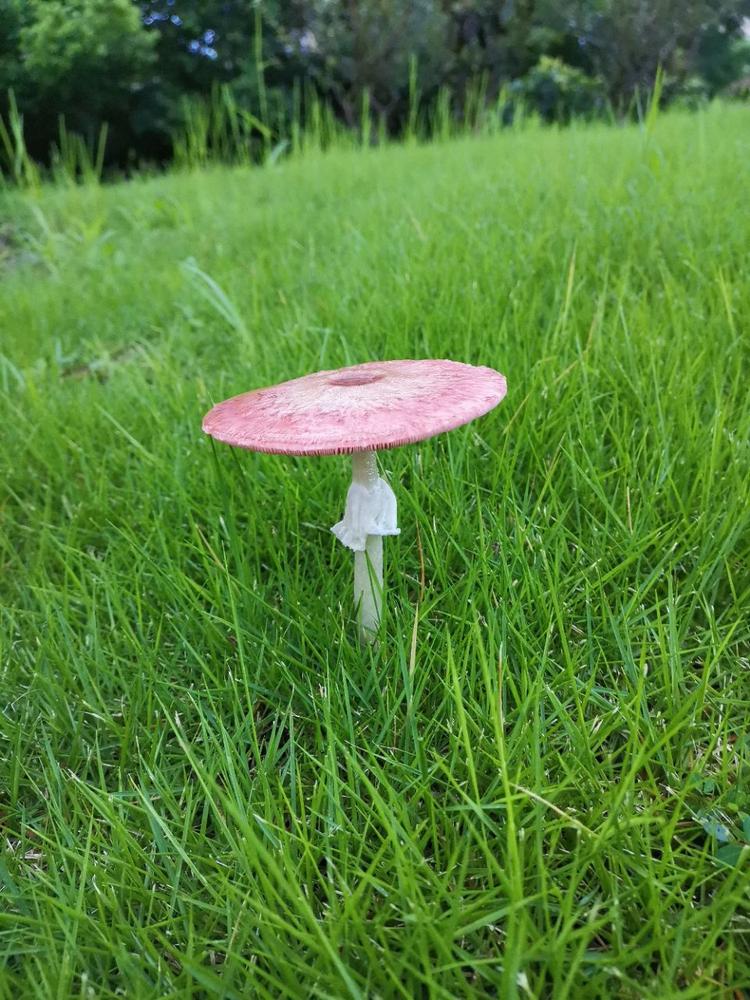大雨过后,在路边拍到了两个蘑菇,一个象打花伞的少女,一个象顶