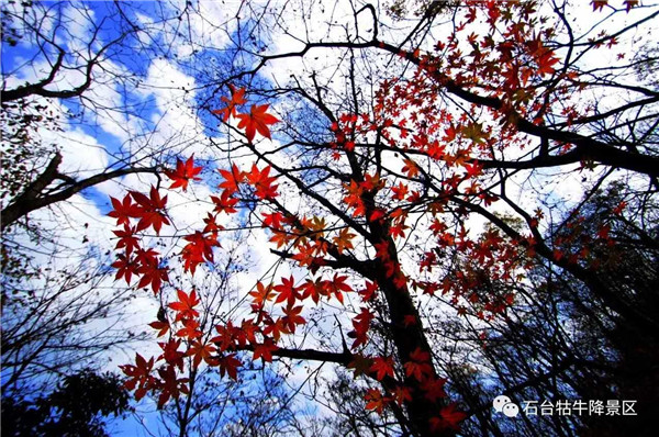 在空氣中穿來穿去,月牙剛掛上樹梢,就把淡淡的銀光灑滿原野