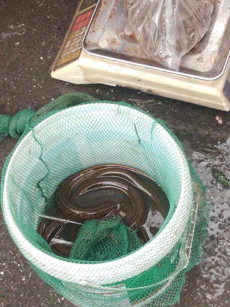 秋浦河不是禁捕了吗?为啥还有人放笼子卖黄鳝和小鱼虾
