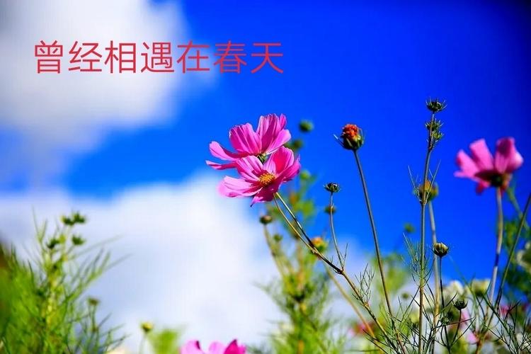曾经相遇在春天(散文)