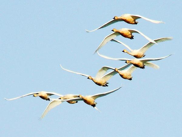 续 篇:    点击《平天湖—小天鹅我来了!》