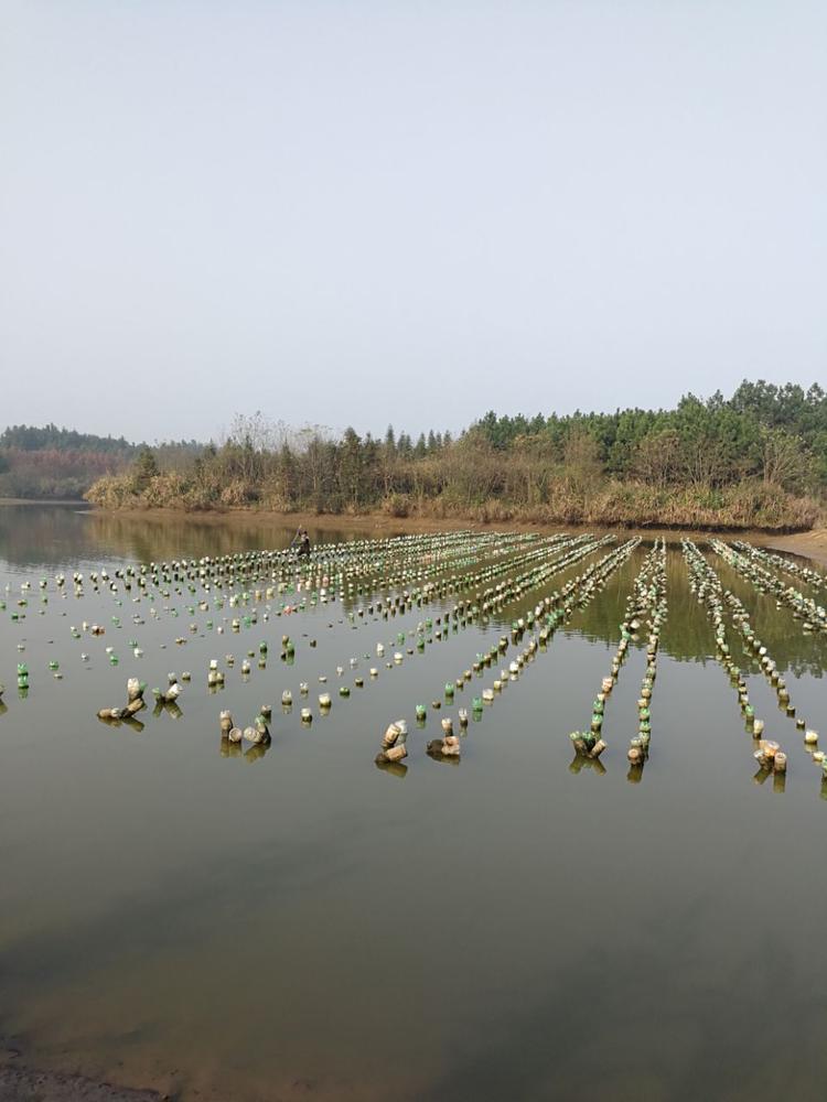 你猜猜看,这河里是在养什么?