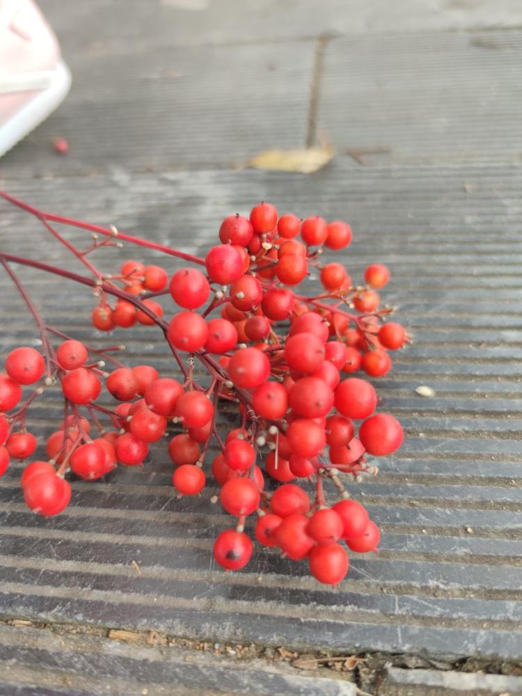 清明节红色的果子图片