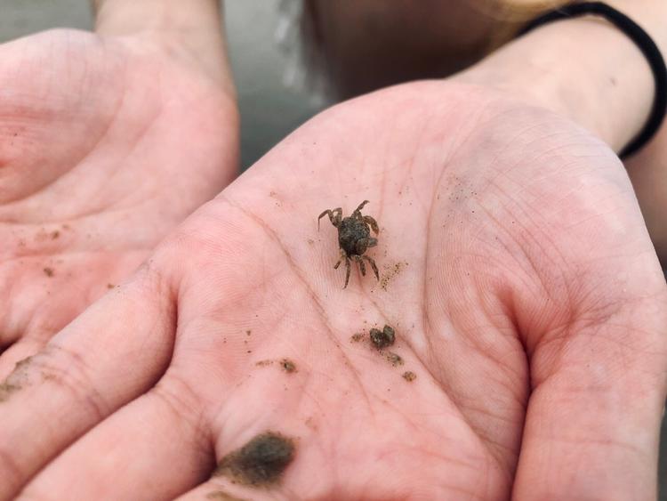 在外地玩抓到这种小螃蟹,有人知道这是啥品种吗